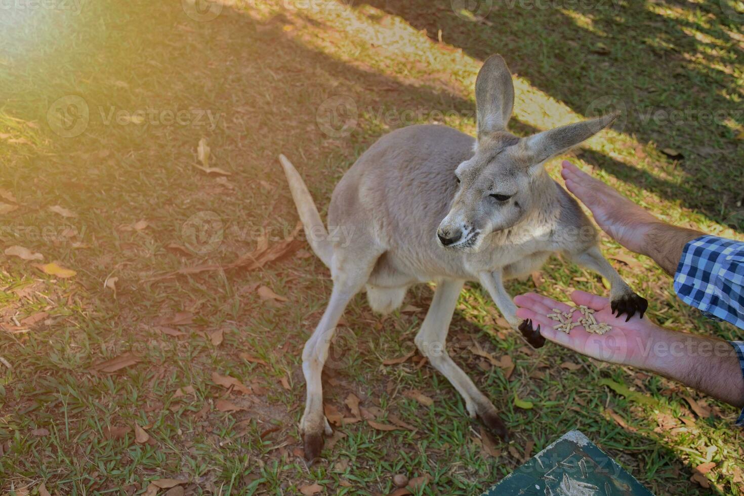 People feeding kangaroos, hands feeding animals, kangaroos feeding on grassy background and smooth sunlight,at Australia zoo. photo
