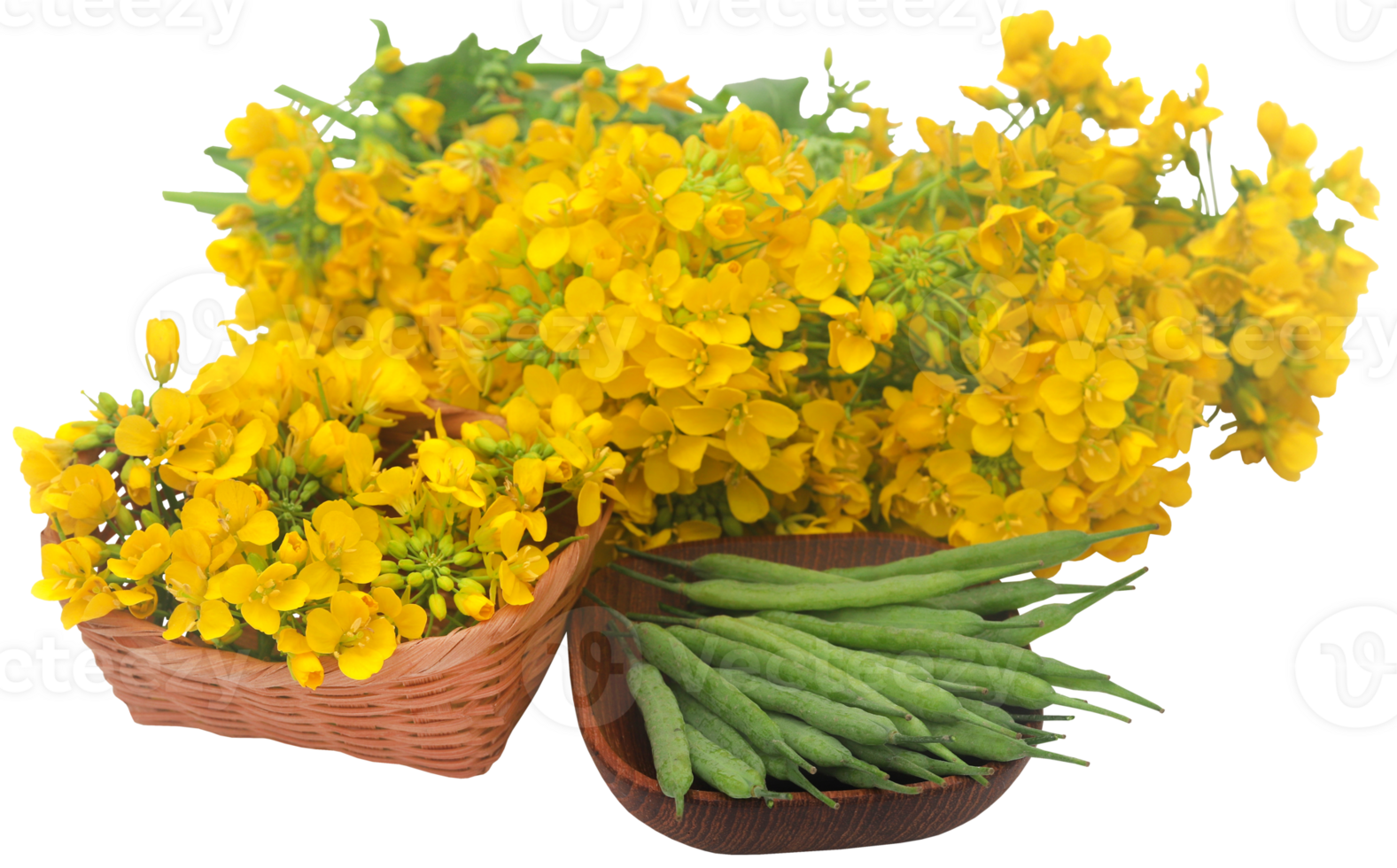 Closeup of mustard flowers with beans png