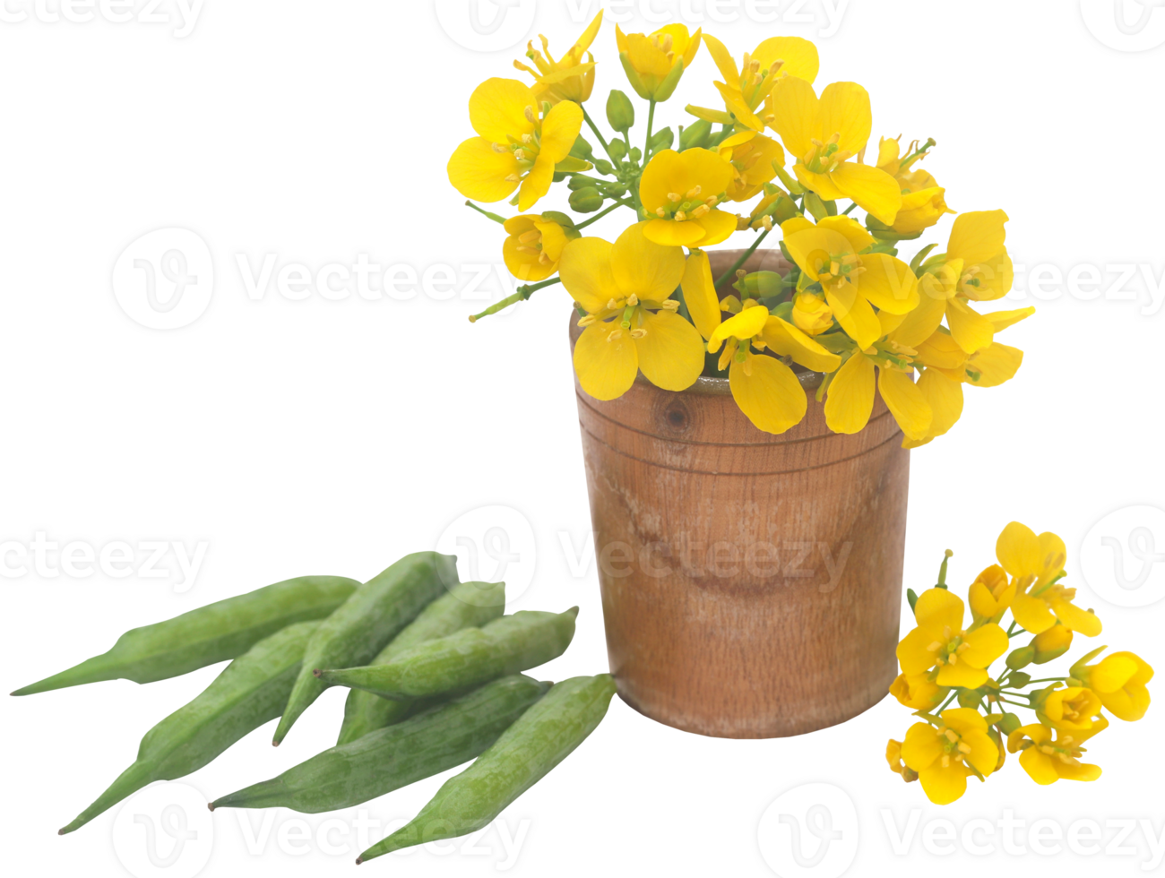 Closeup of mustard flowers png