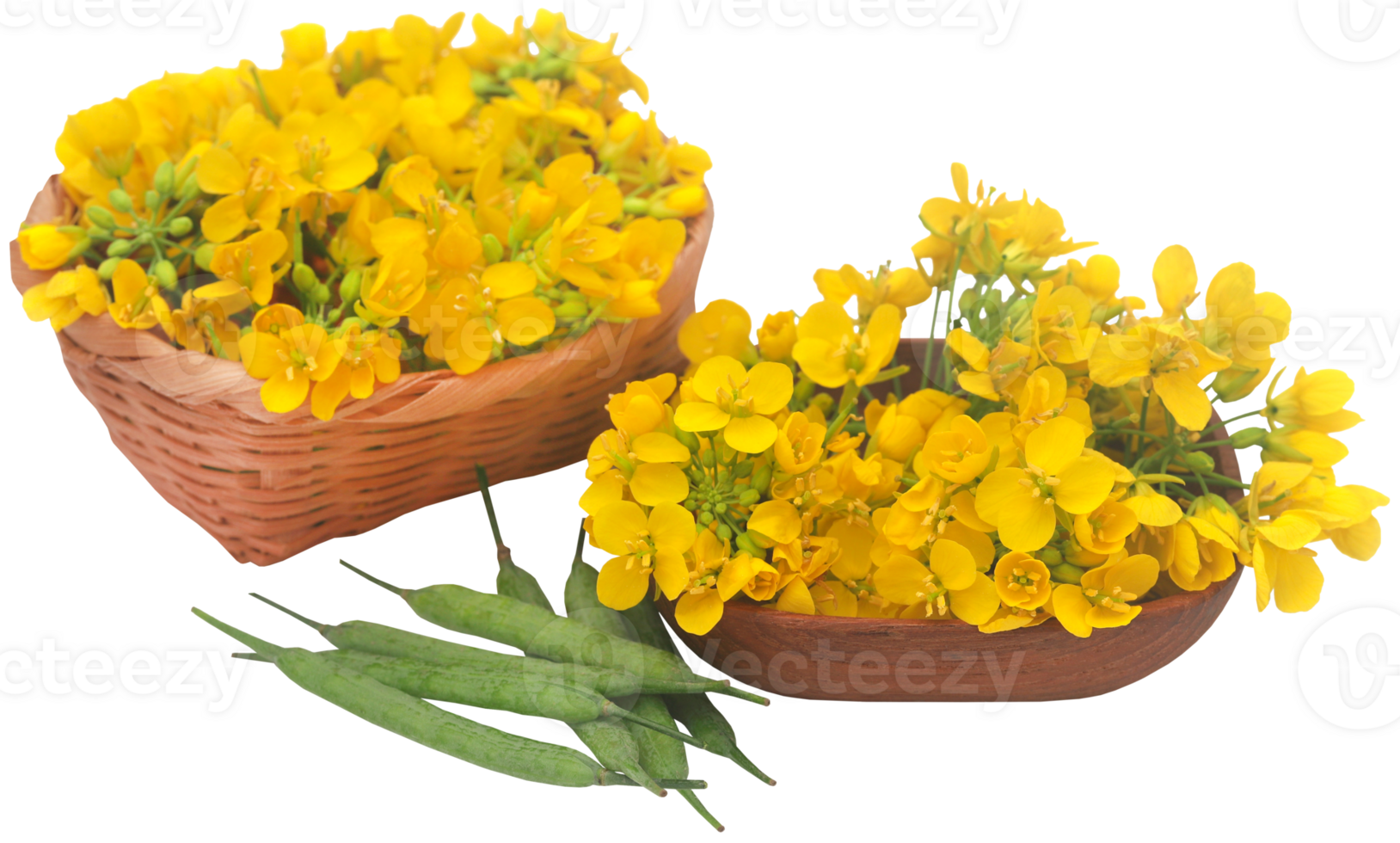 fermer de moutarde fleurs avec des haricots png