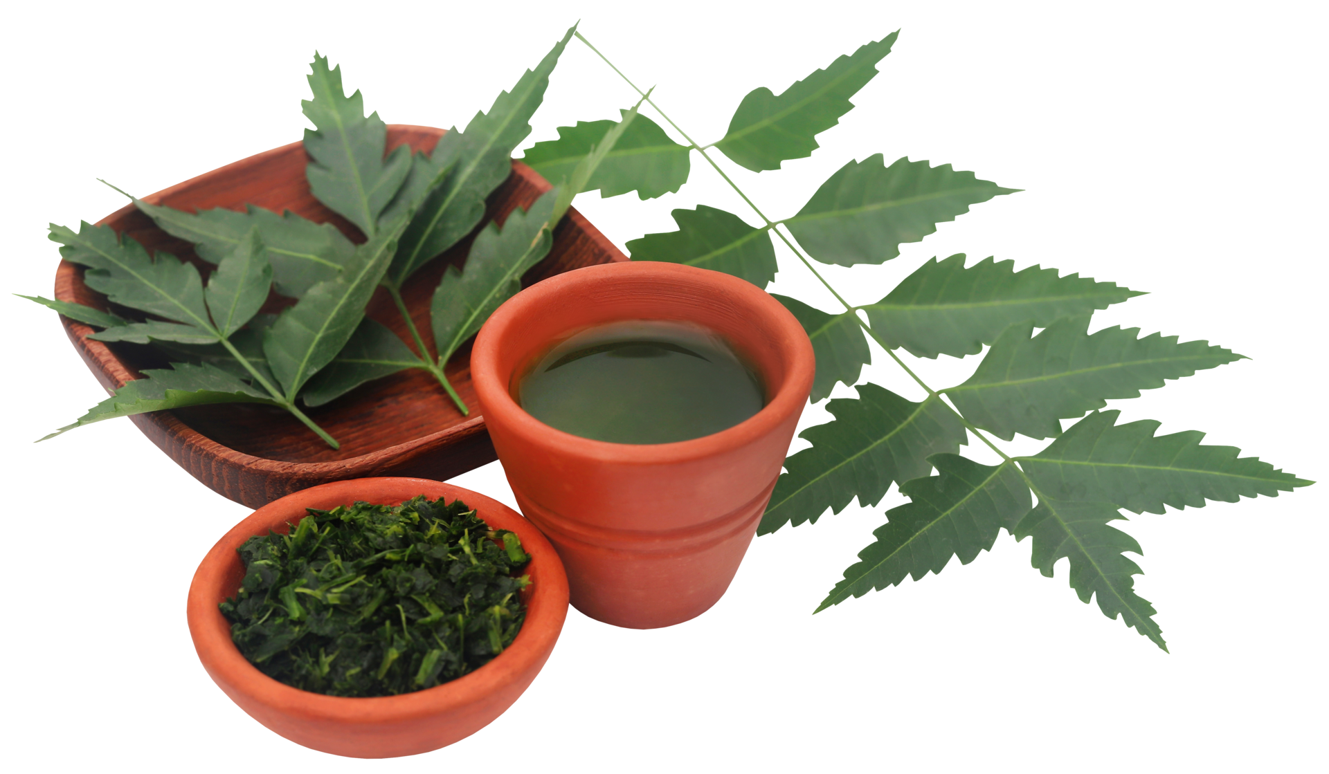 Medicinal neem leaves with extract 31097207 PNG