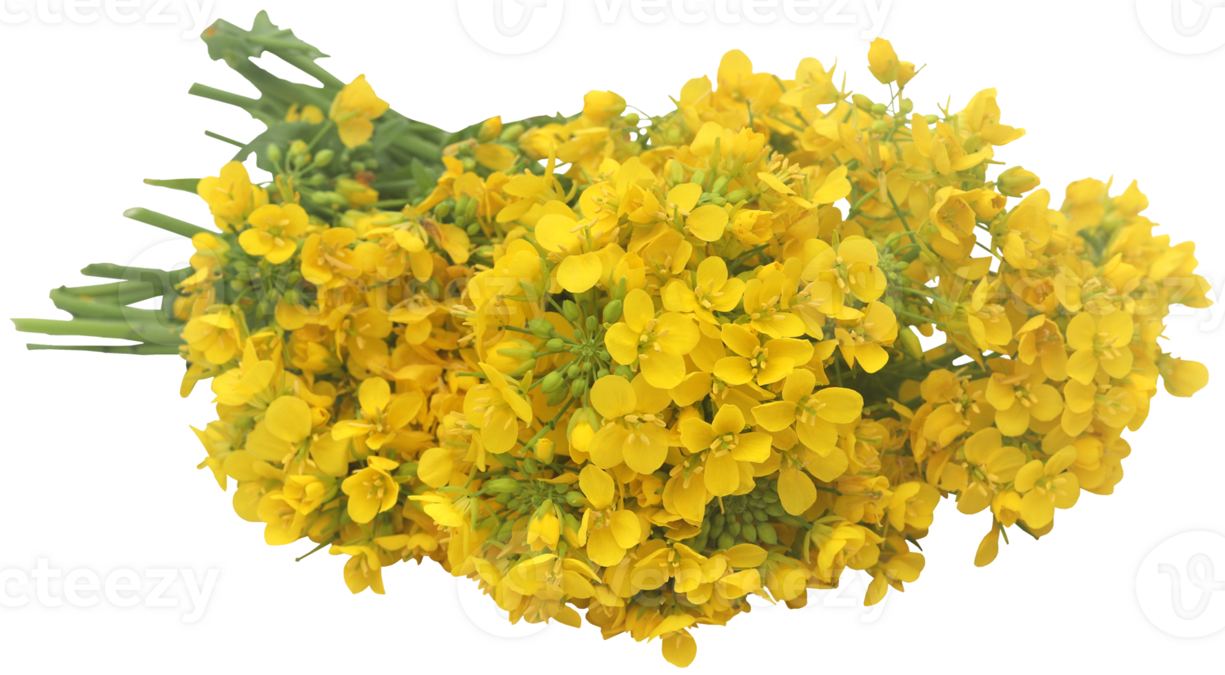 Closeup of mustard flower png