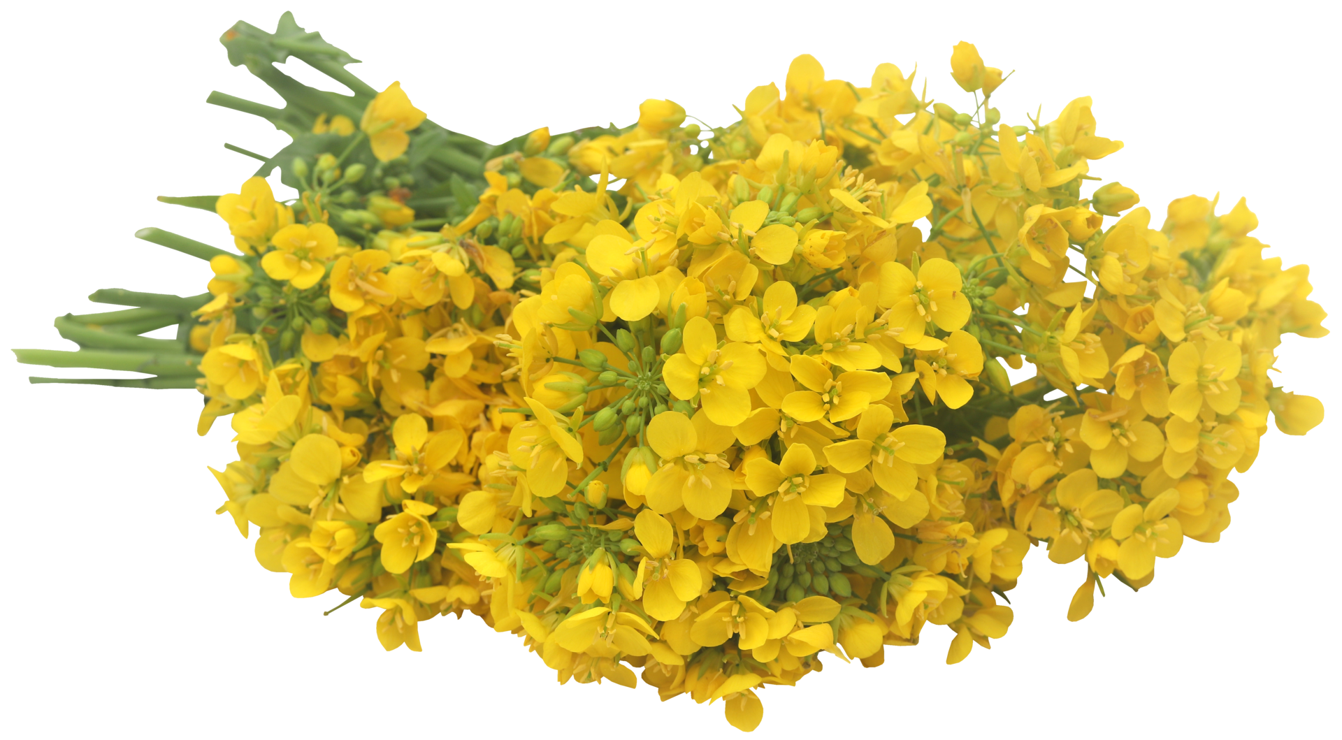 Closeup of mustard flower 31097209 PNG