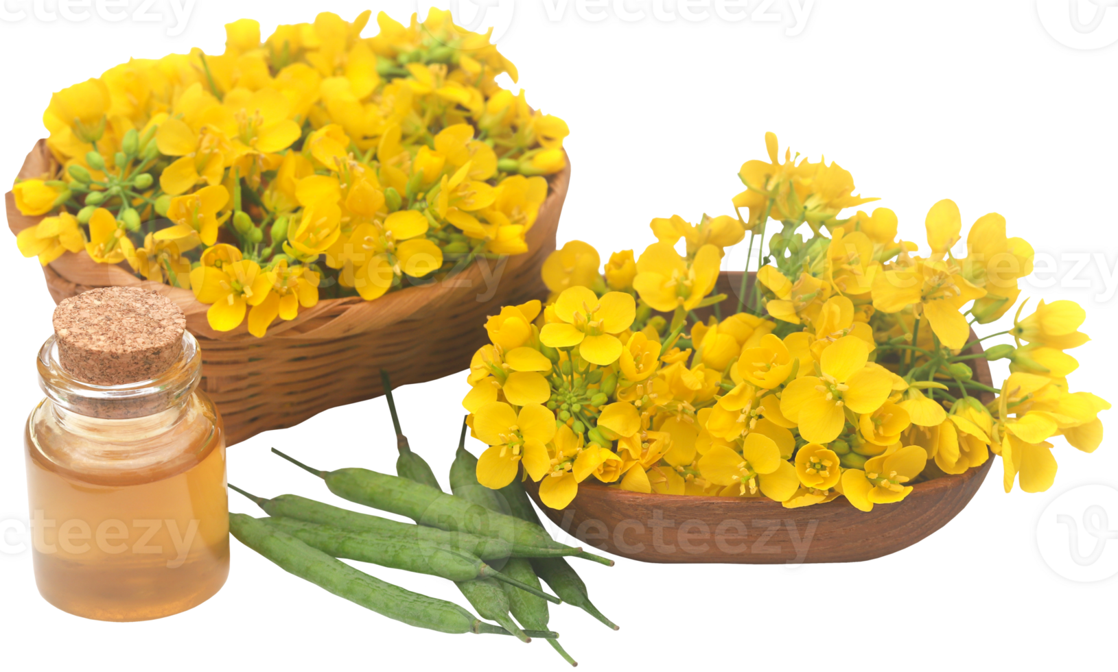Mustard flowers with beans and oil png