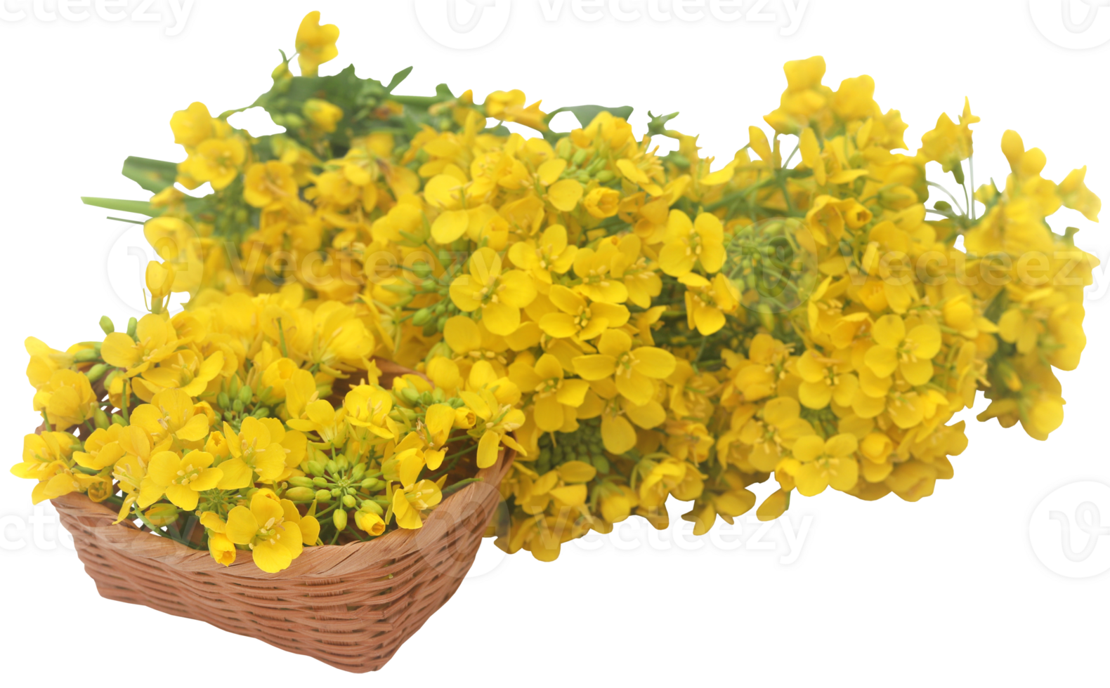 Closeup of mustard flower 31097233 PNG