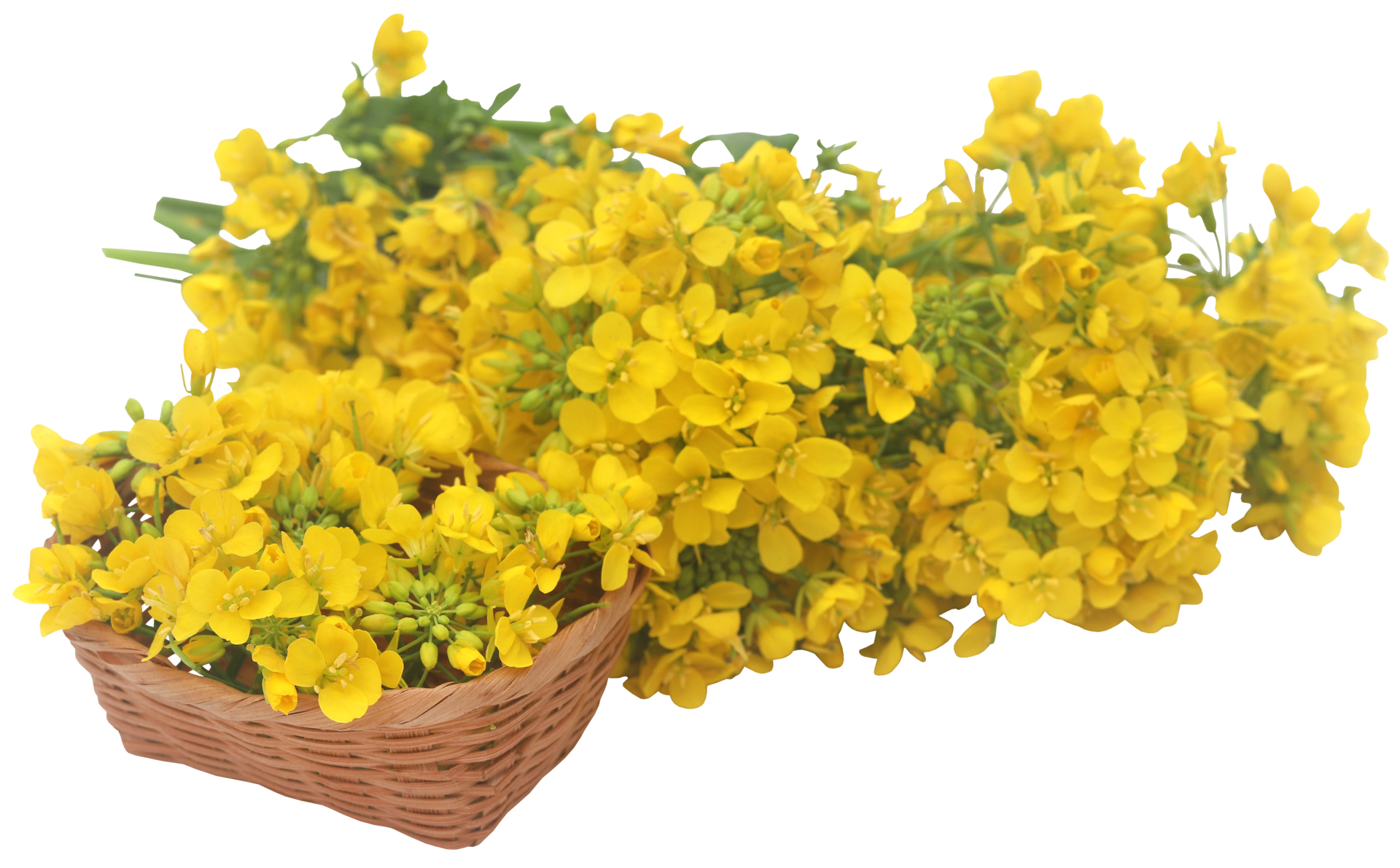 Closeup of mustard flower 31097233 PNG