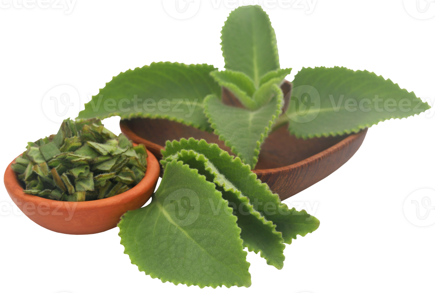 Oregano leaves isolated png