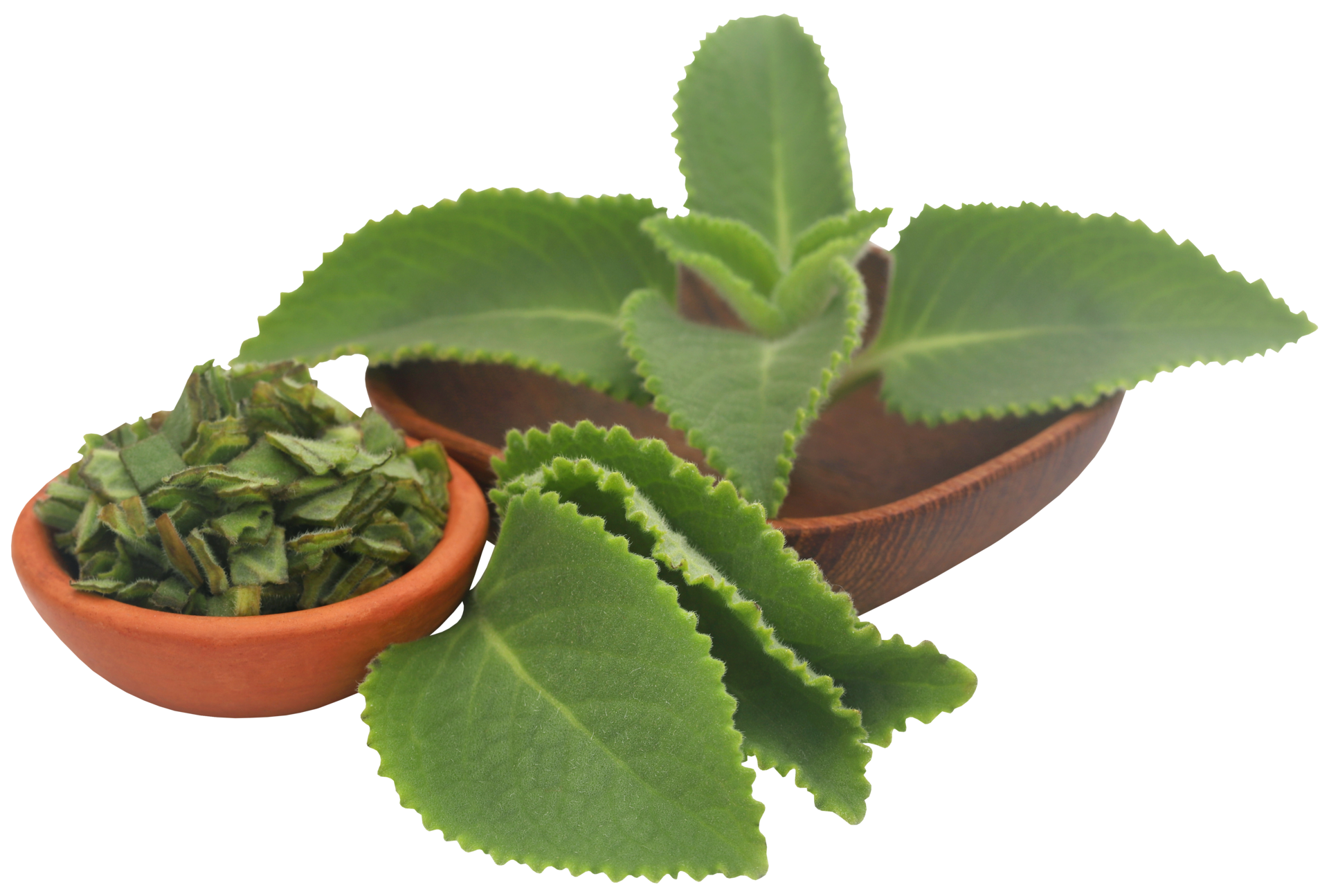 Oregano leaves isolated 31097406 PNG