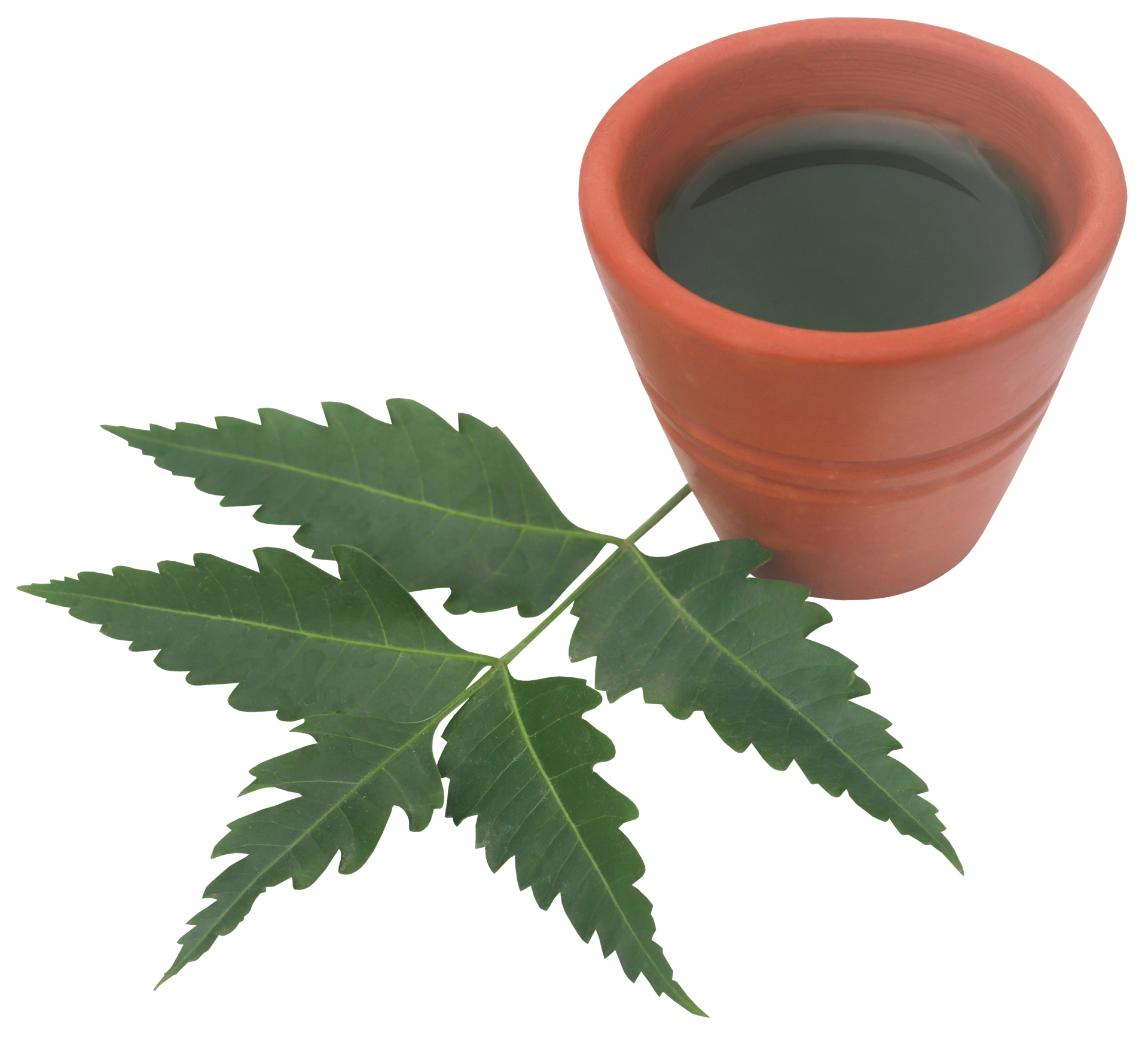 Medicinal neem leaves with extract 31097409 PNG