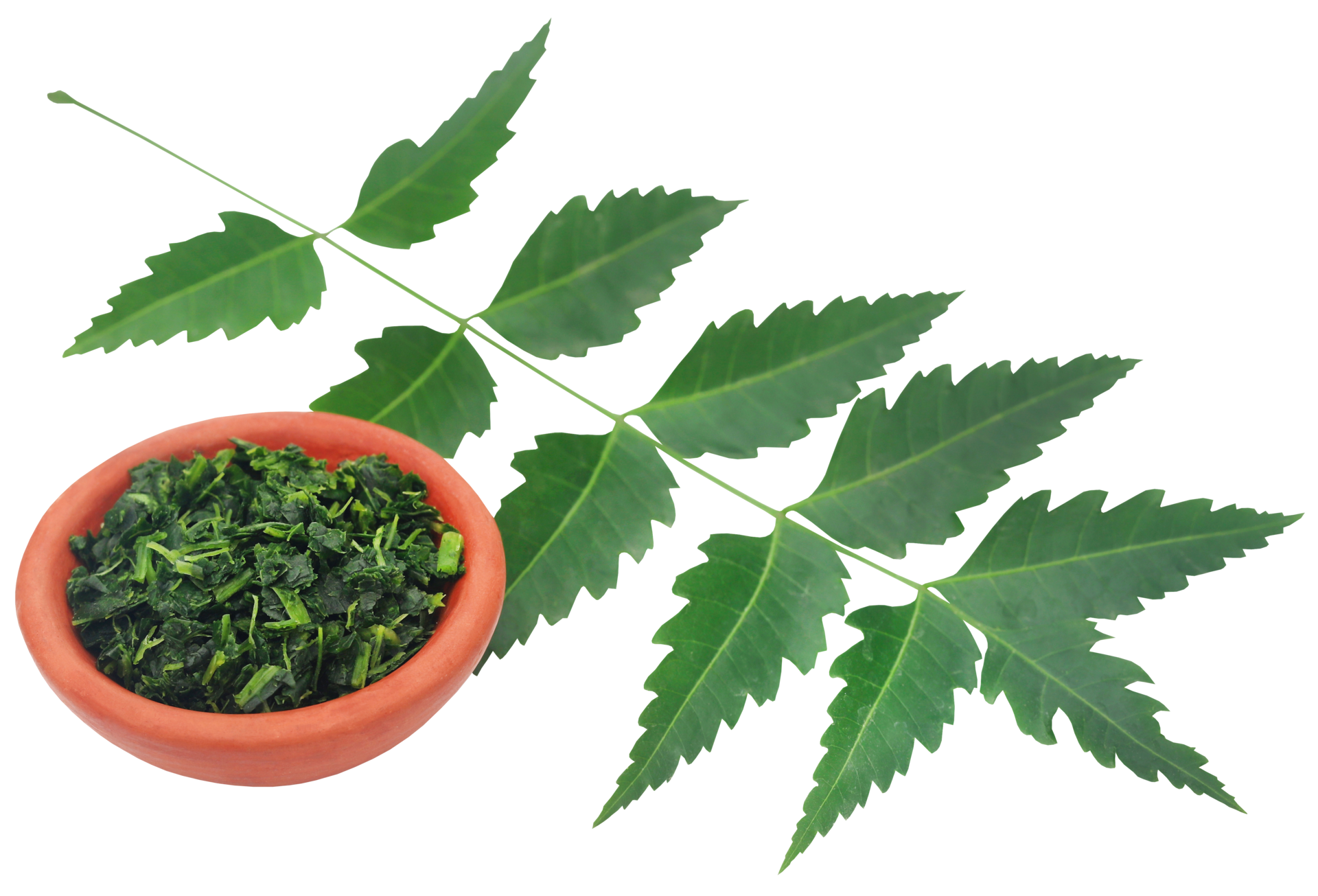 hojas medicinales de neem 31097416 PNG