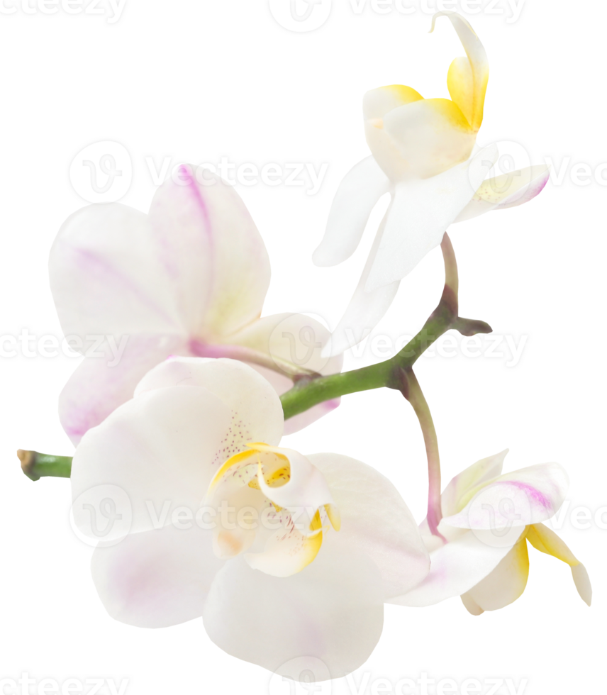 Phalaenopsis Orchid white png