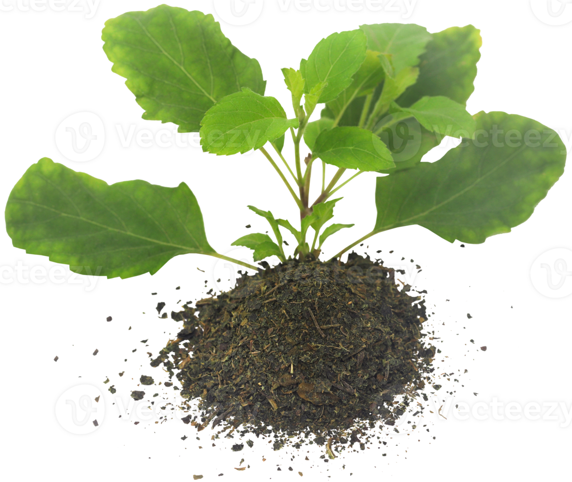 medicinal tulsi hojas png