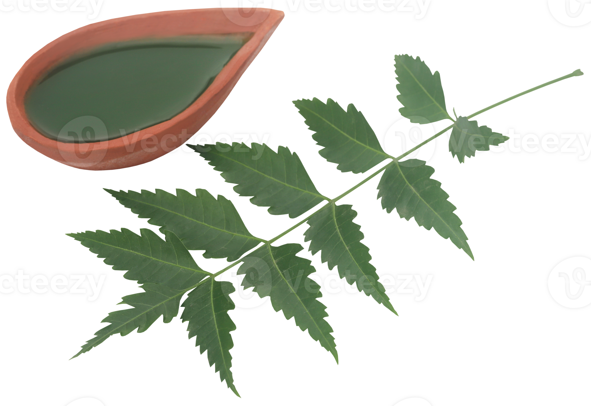 Medicinal neem leaves with extract 31097442 PNG