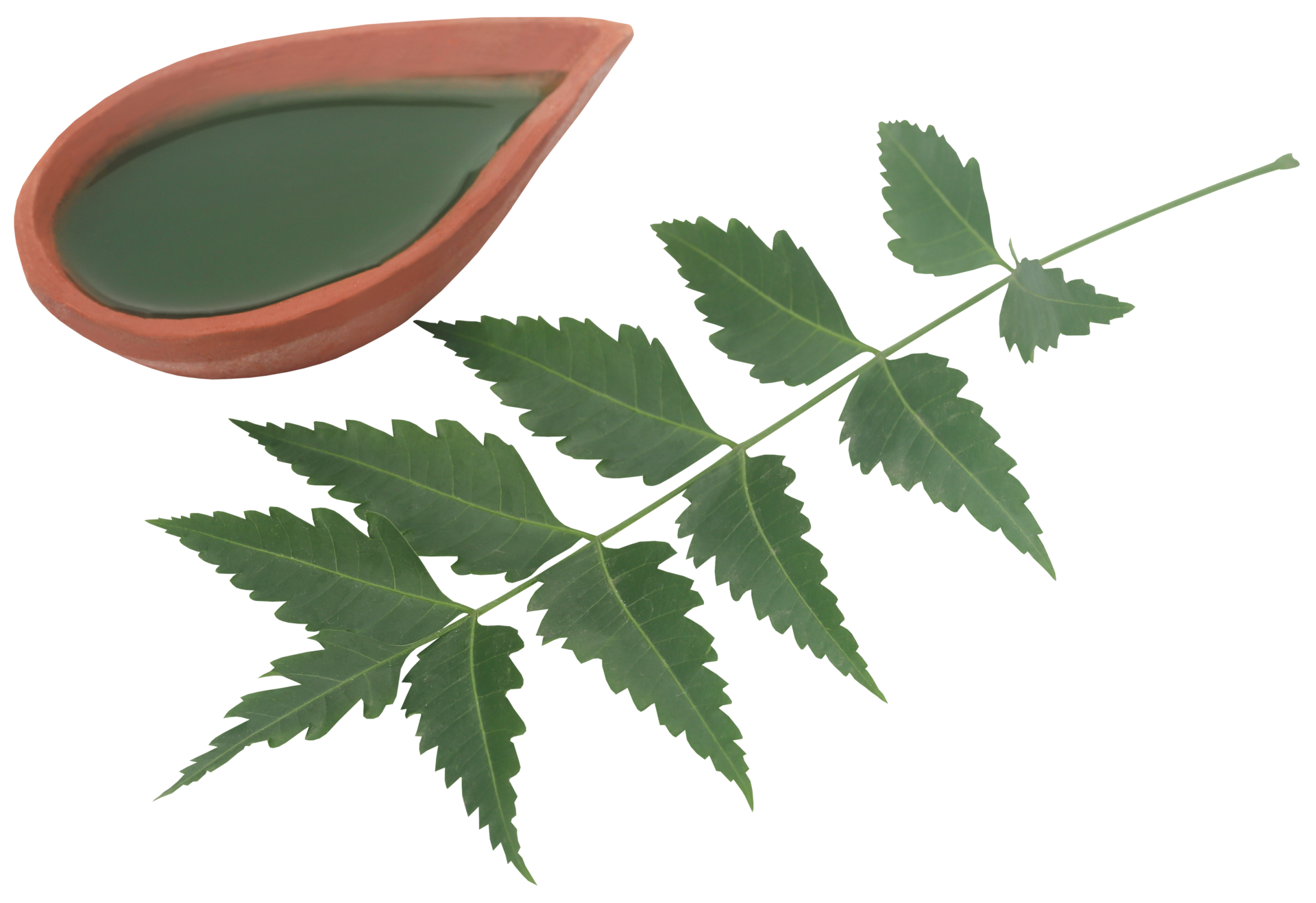 Medicinal neem leaves with extract 31097442 PNG