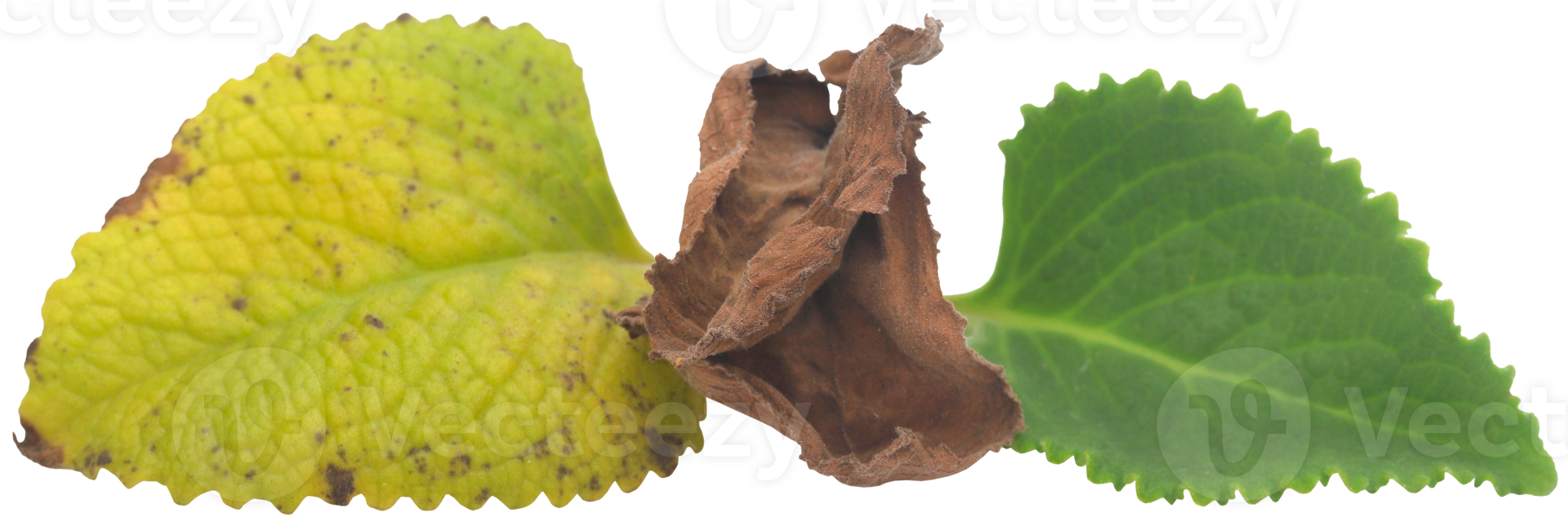 Oregano leaves isolated png