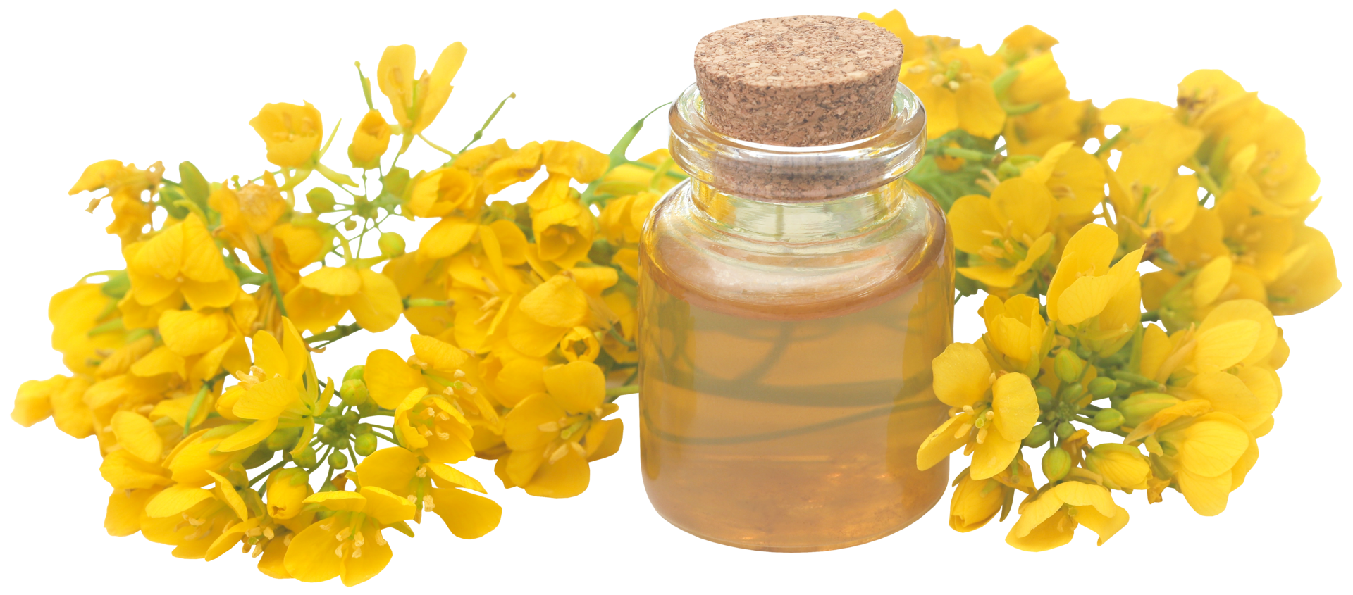 Mustard flowers with oil 31097589 PNG