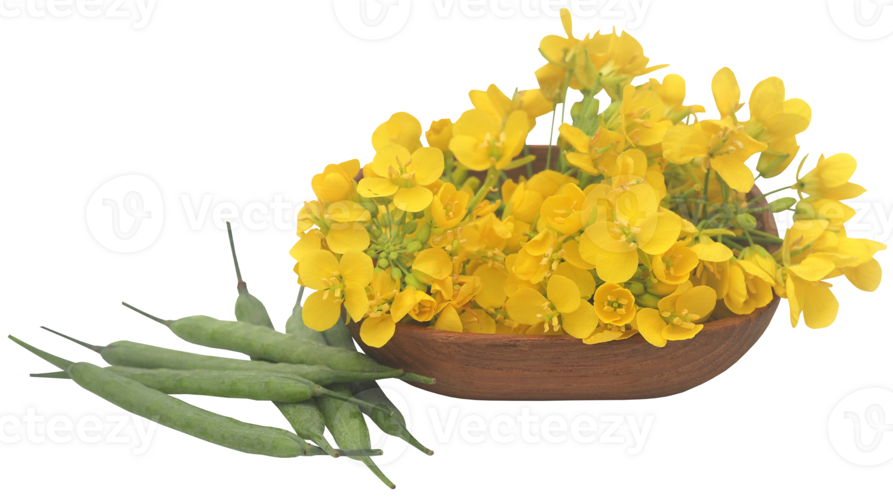 Closeup of mustard flowers png