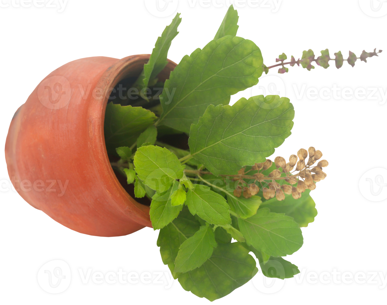 Medicinal tulsi leaves png