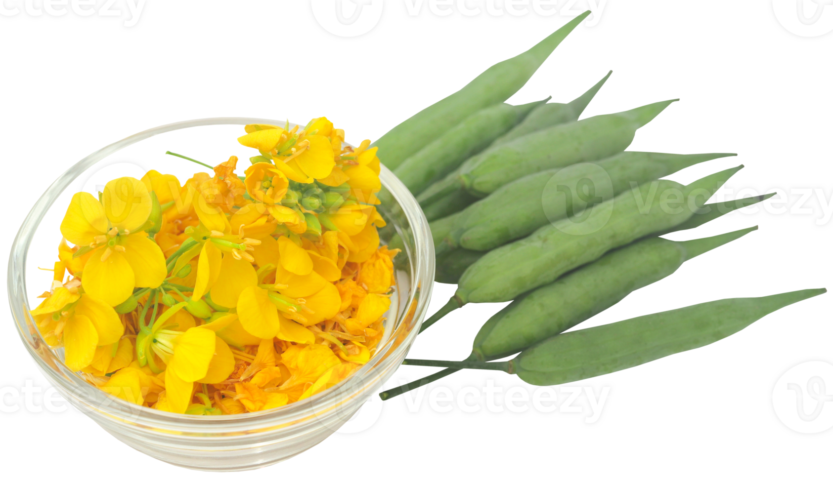 Closeup of mustard flowers with beans 31097616 PNG