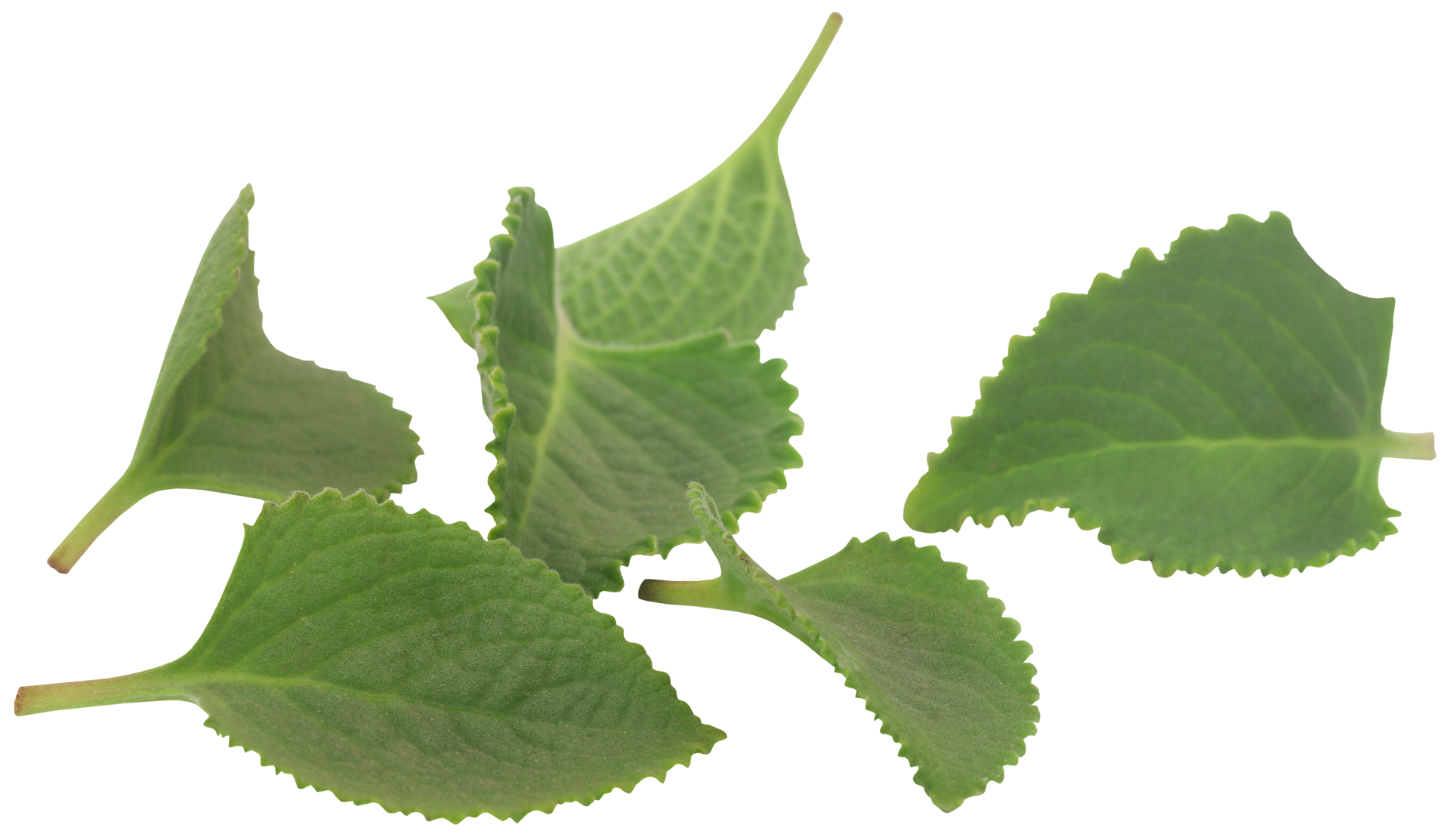 Oregano leaves isolated 31097625 PNG