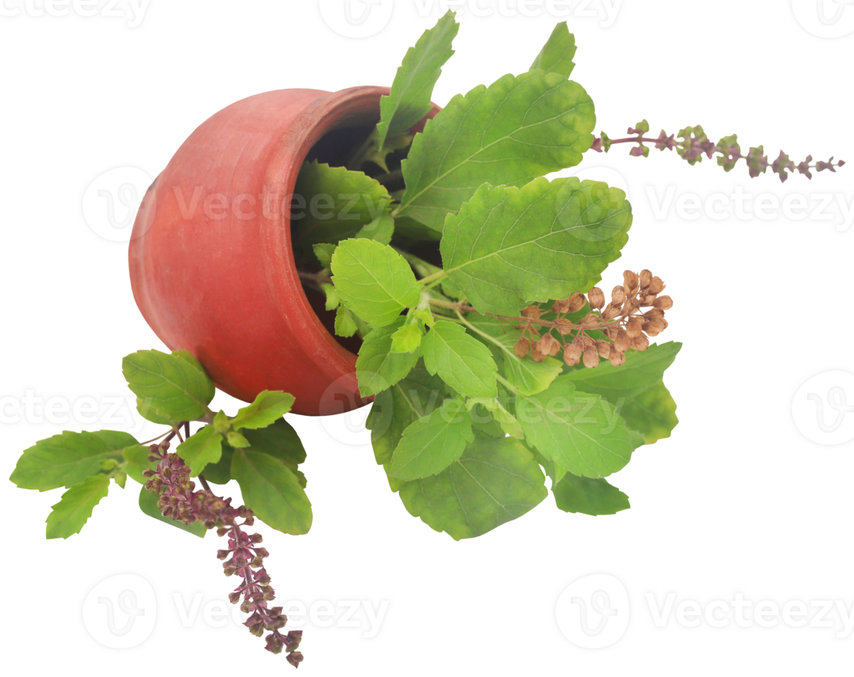 Medicinal tulsi leaves png