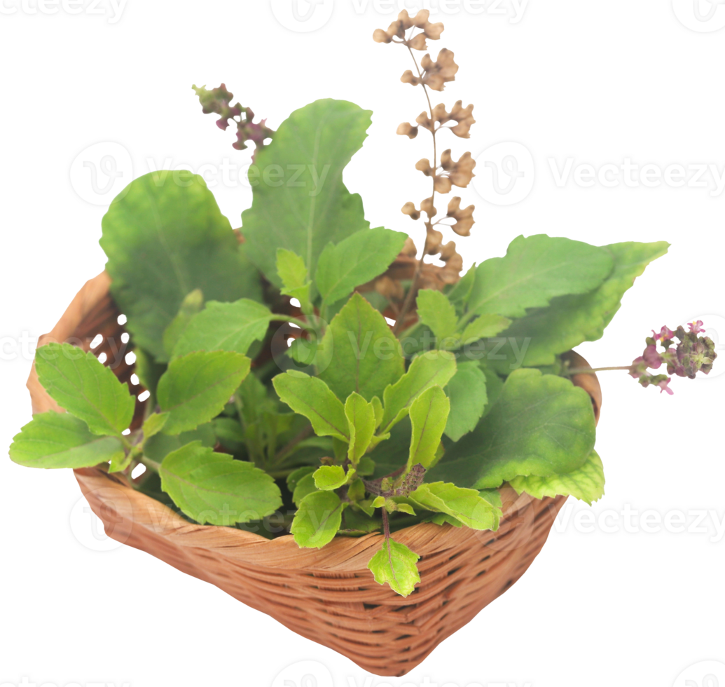 medicinale tulsi le foglie png