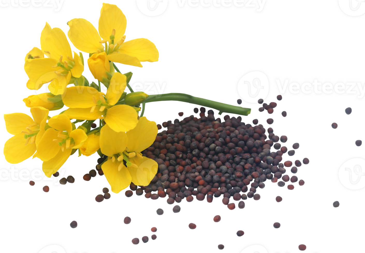 fermer de moutarde fleurs png