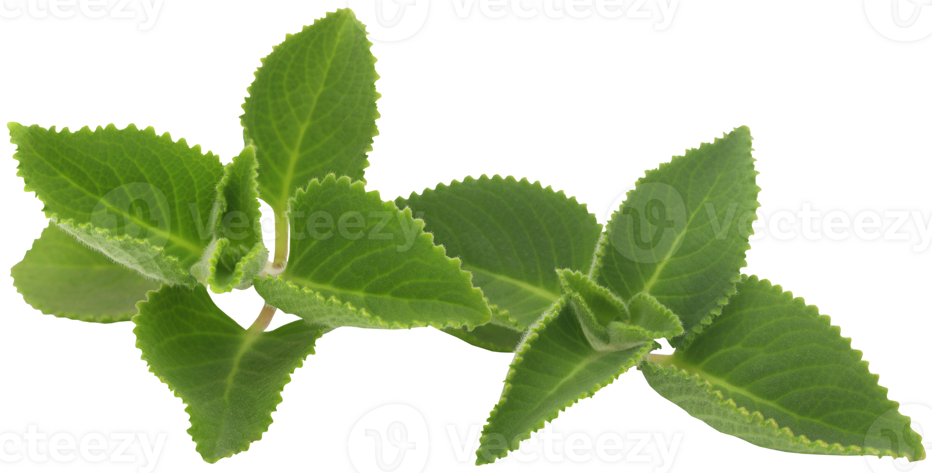 Oregano leaves isolated png
