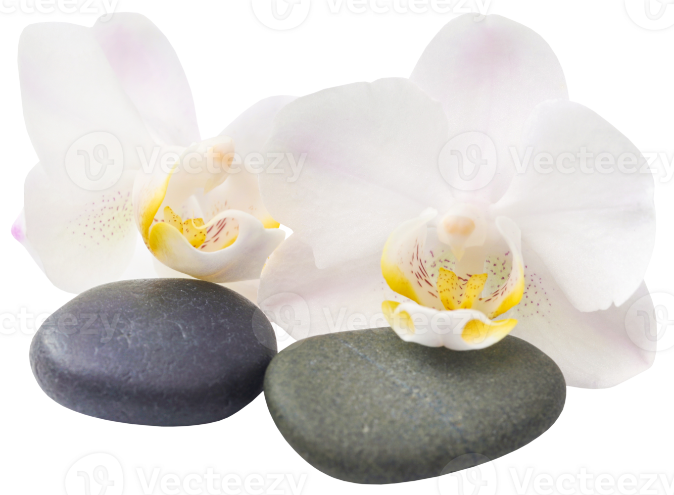 Spa stone with orchid flower png