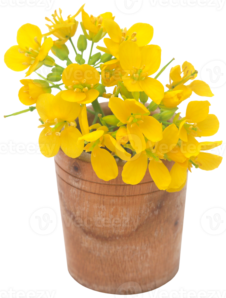 Closeup of mustard flowers png