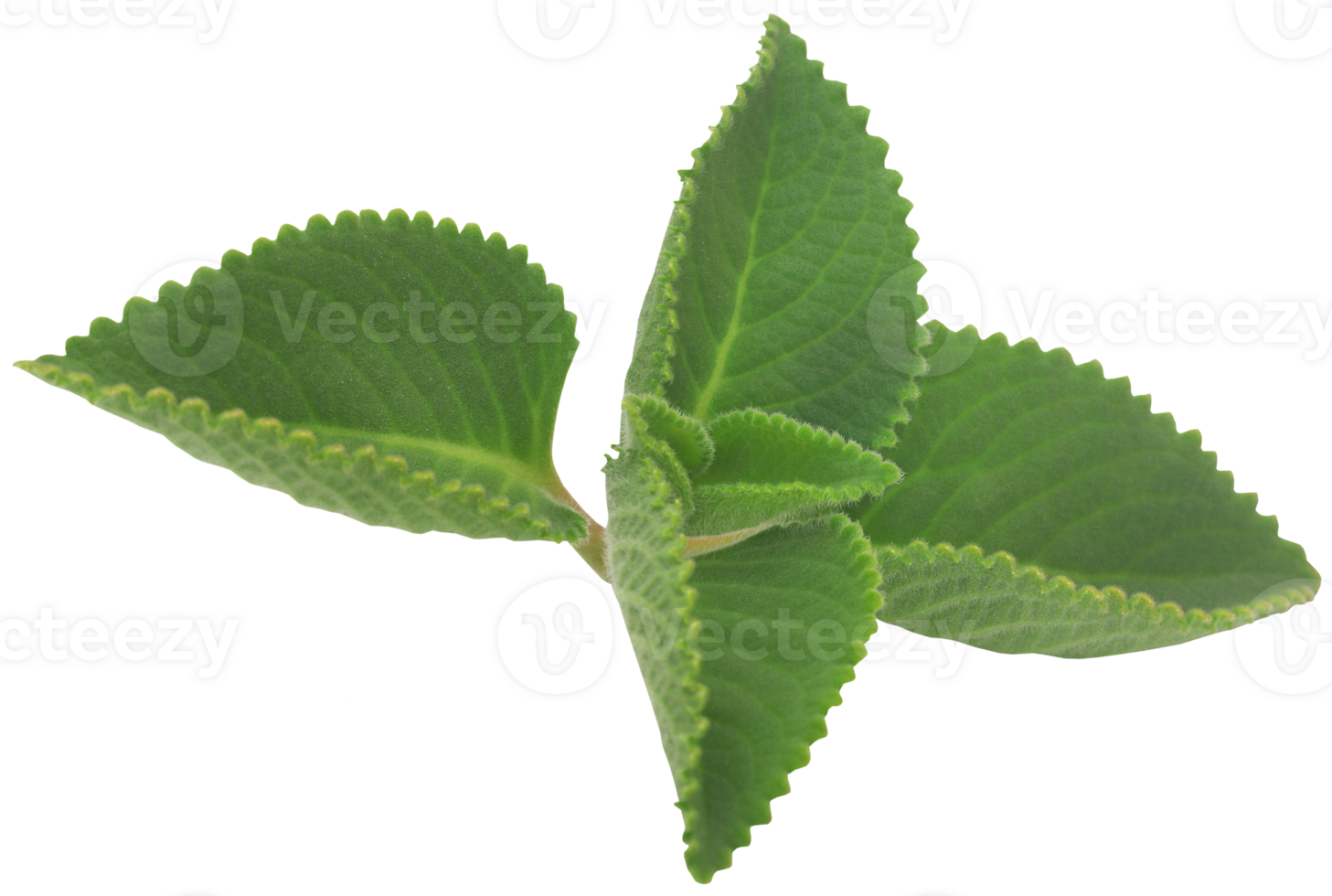 Oregano leaves isolated png