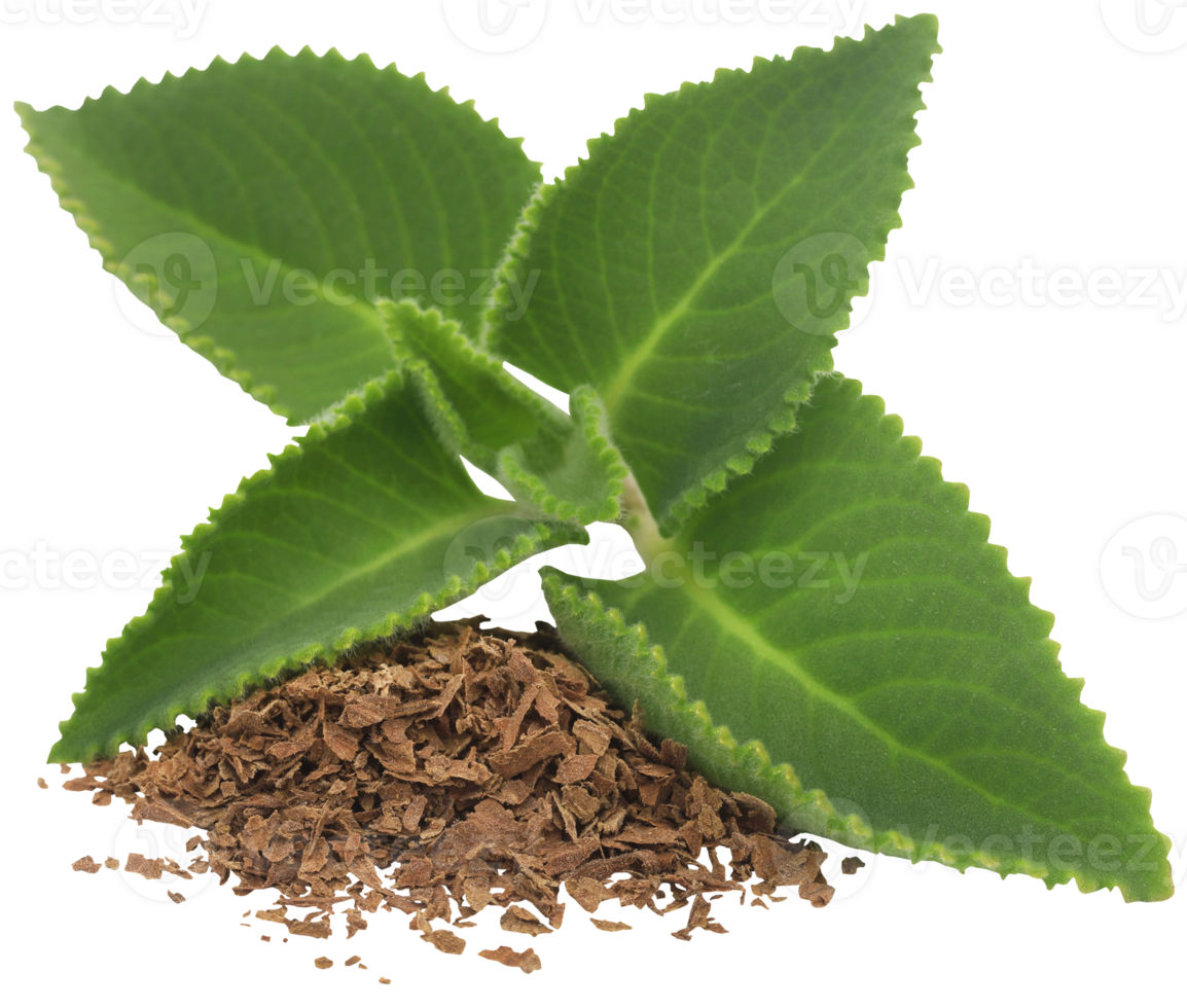 Oregano leaves isolated png