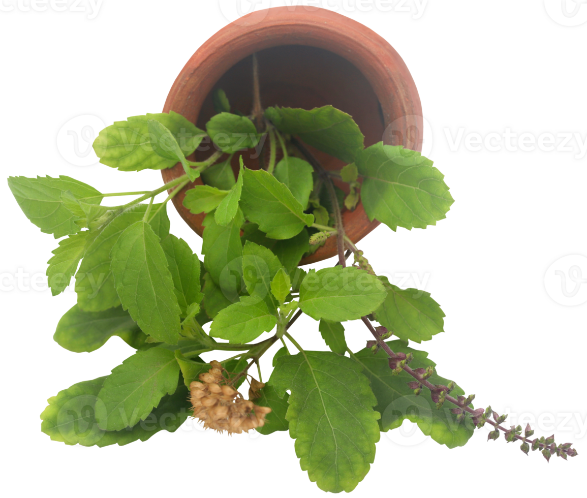 Medicinal tulsi leaves png