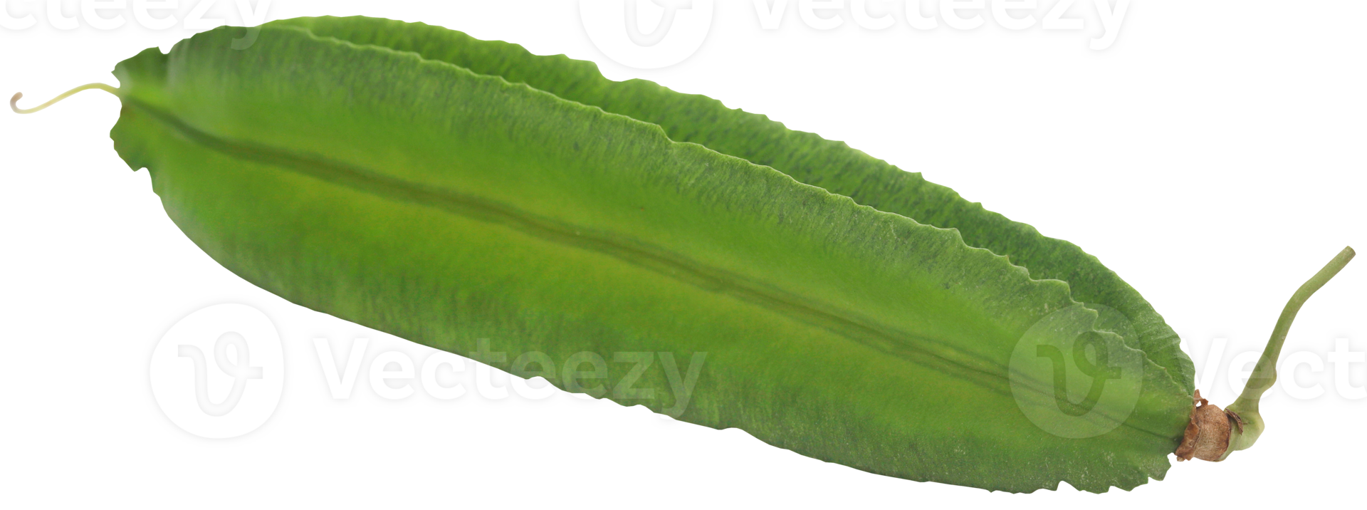 Winged bean fresh png