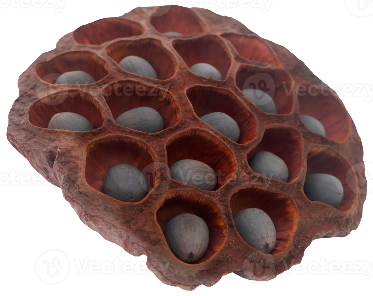 Lotus seed isolated png