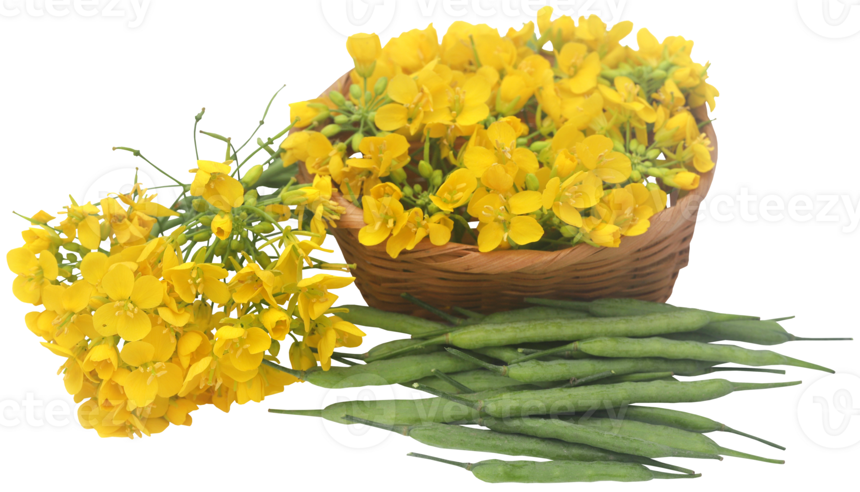 Closeup of mustard flowers png