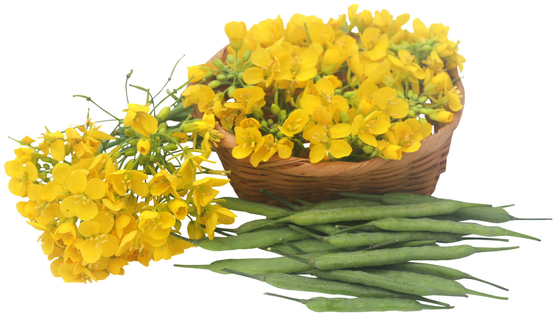 Closeup of mustard flowers 31097775 PNG
