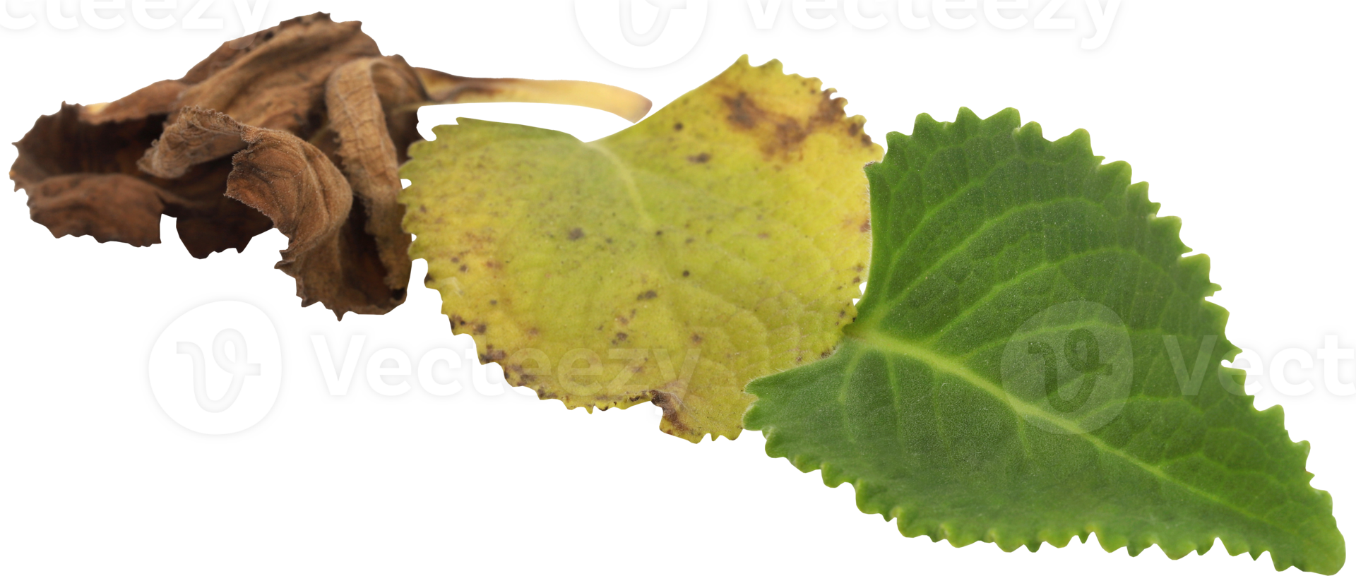 Oregano leaves isolated png