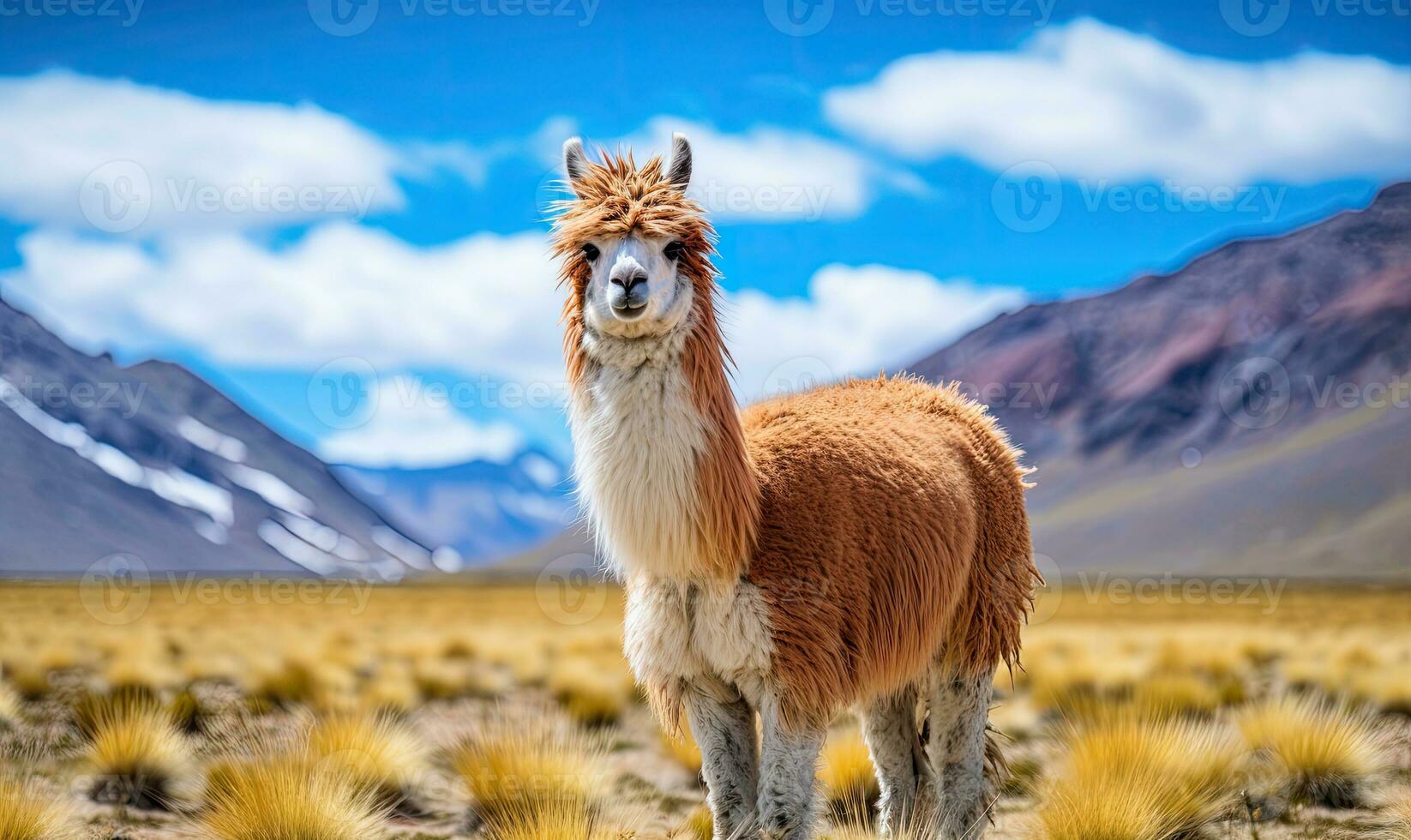 Close-up llama stands tall in a vast Bolivian field. Created by AI photo