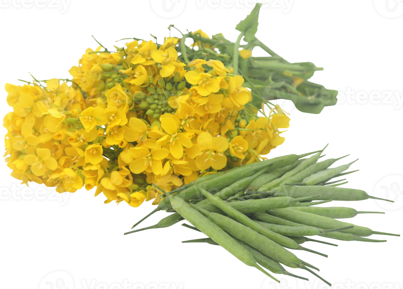 Closeup of mustard flowers png