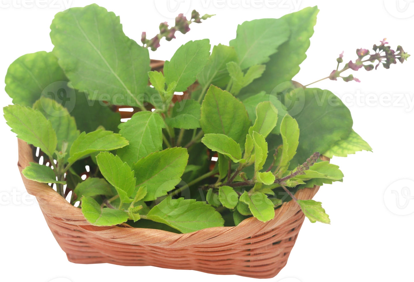 Medicinal tulsi leaves png