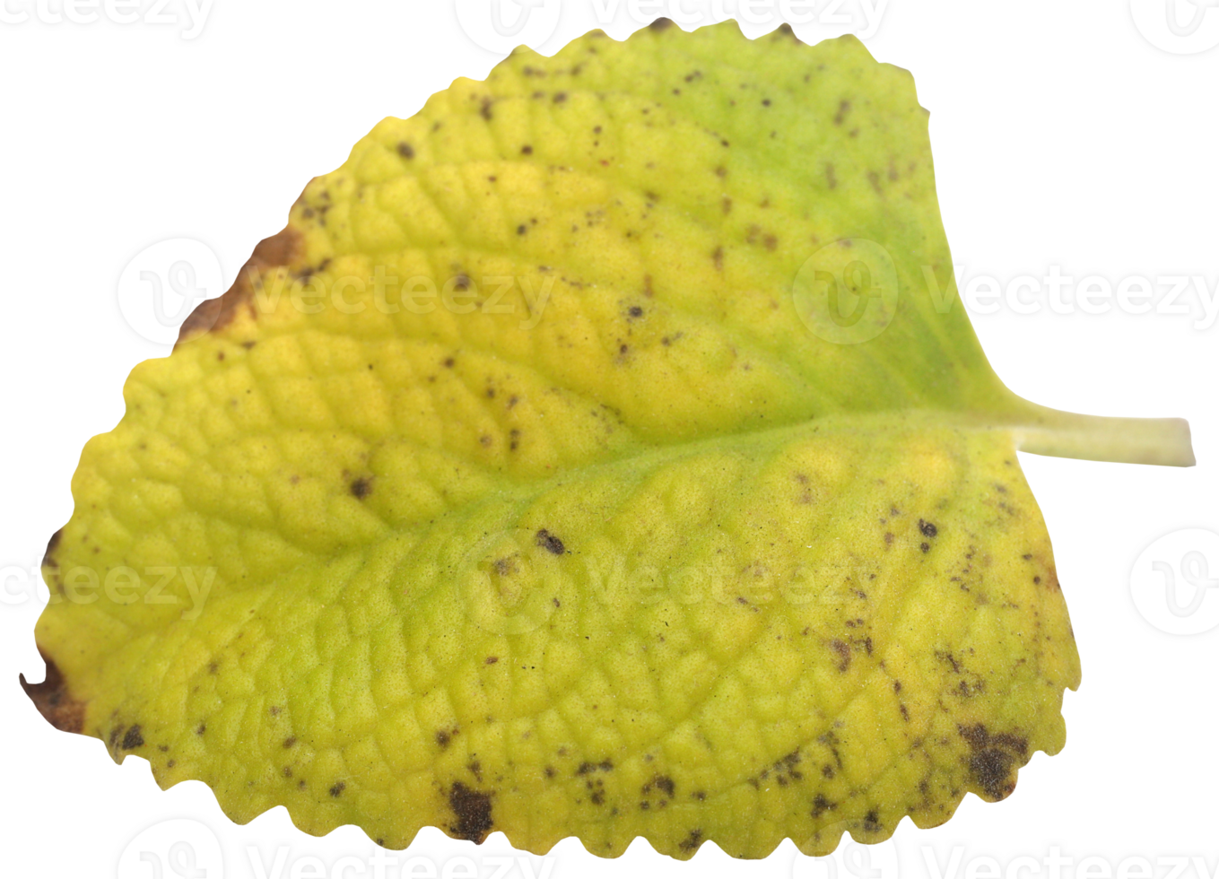 Oregano leaves isolated png
