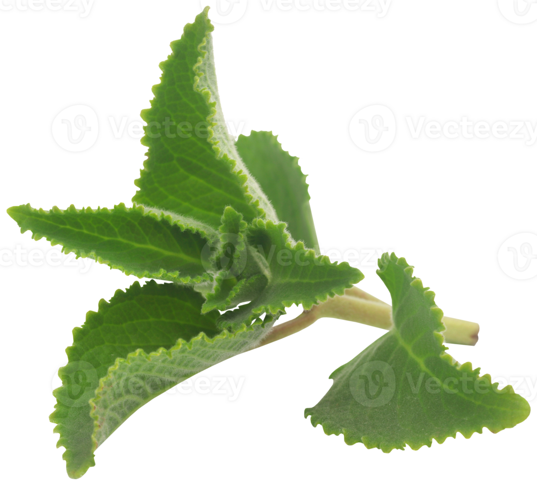 Oregano leaves isolated png