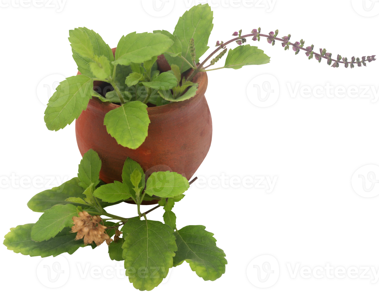 Medicinal tulsi leaves png