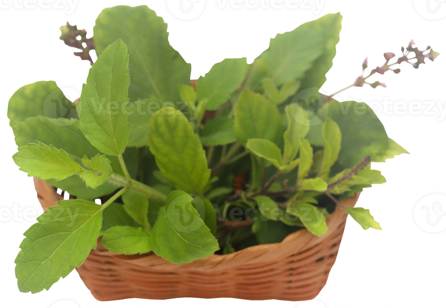 Medicinal tulsi leaves png