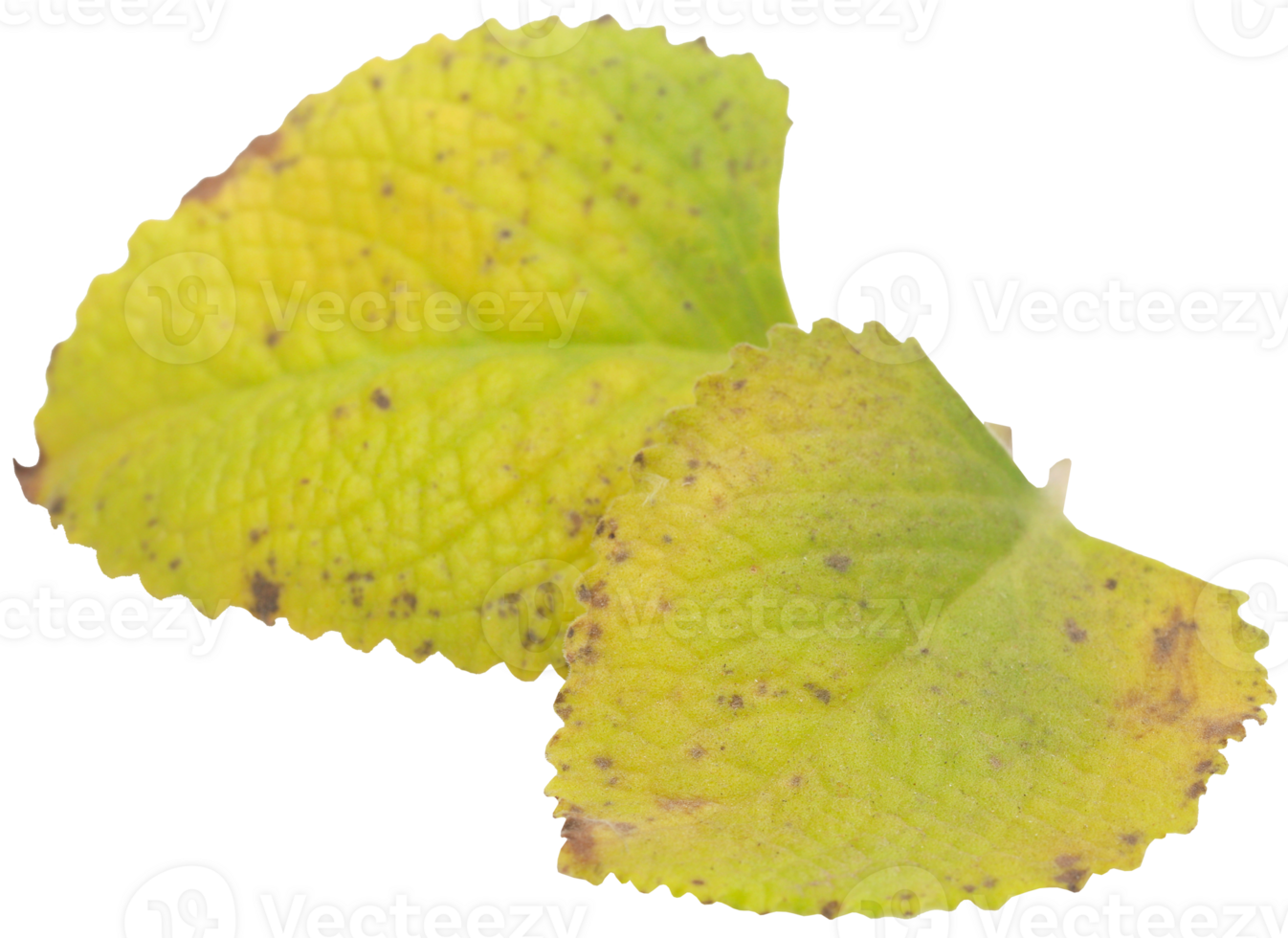 Oregano leaves isolated png