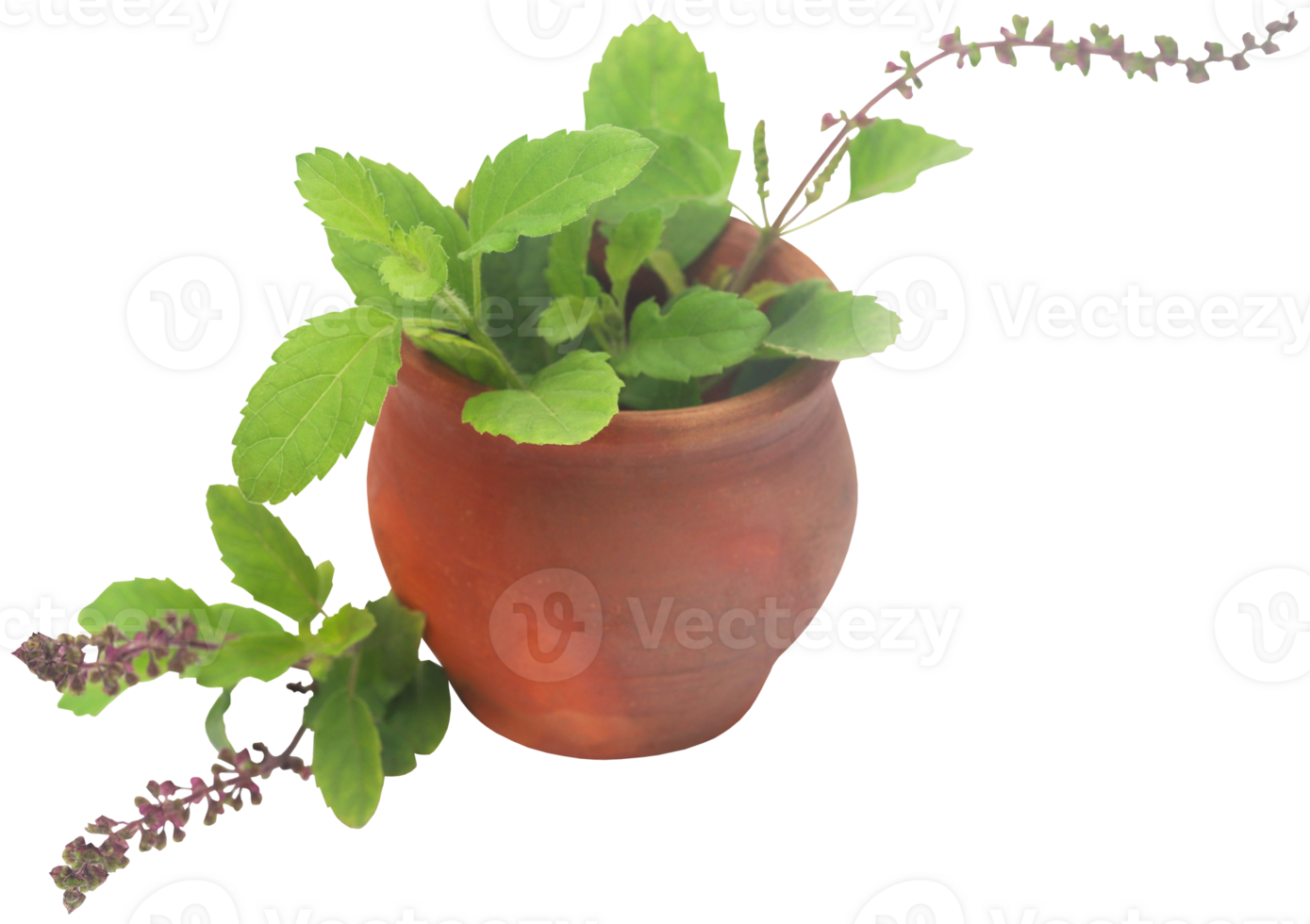Medicinal tulsi leaves png