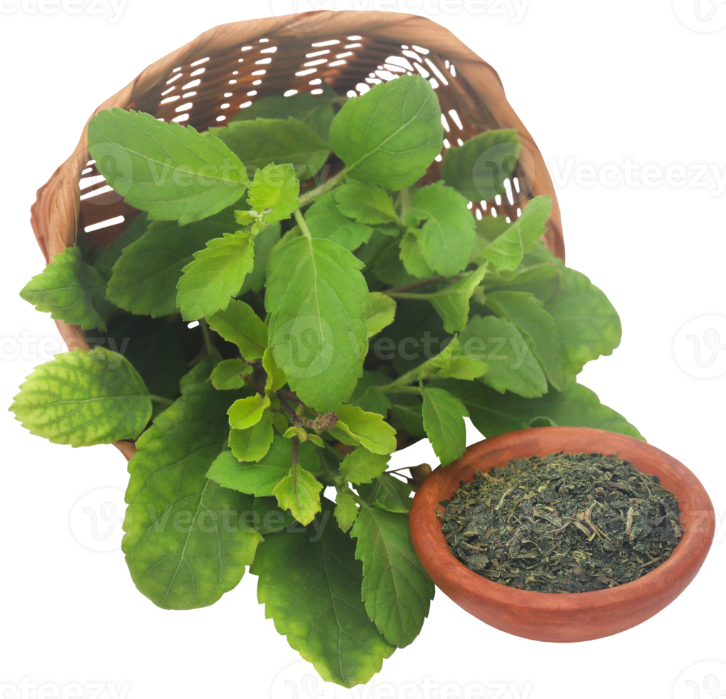 Medicinal tulsi leaves png