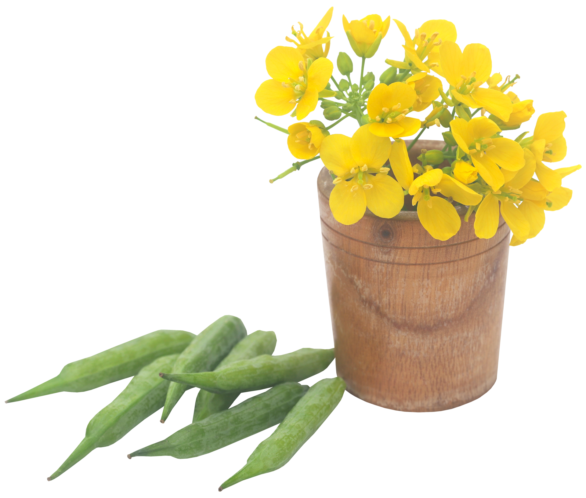 Closeup of mustard flowers 31098350 PNG