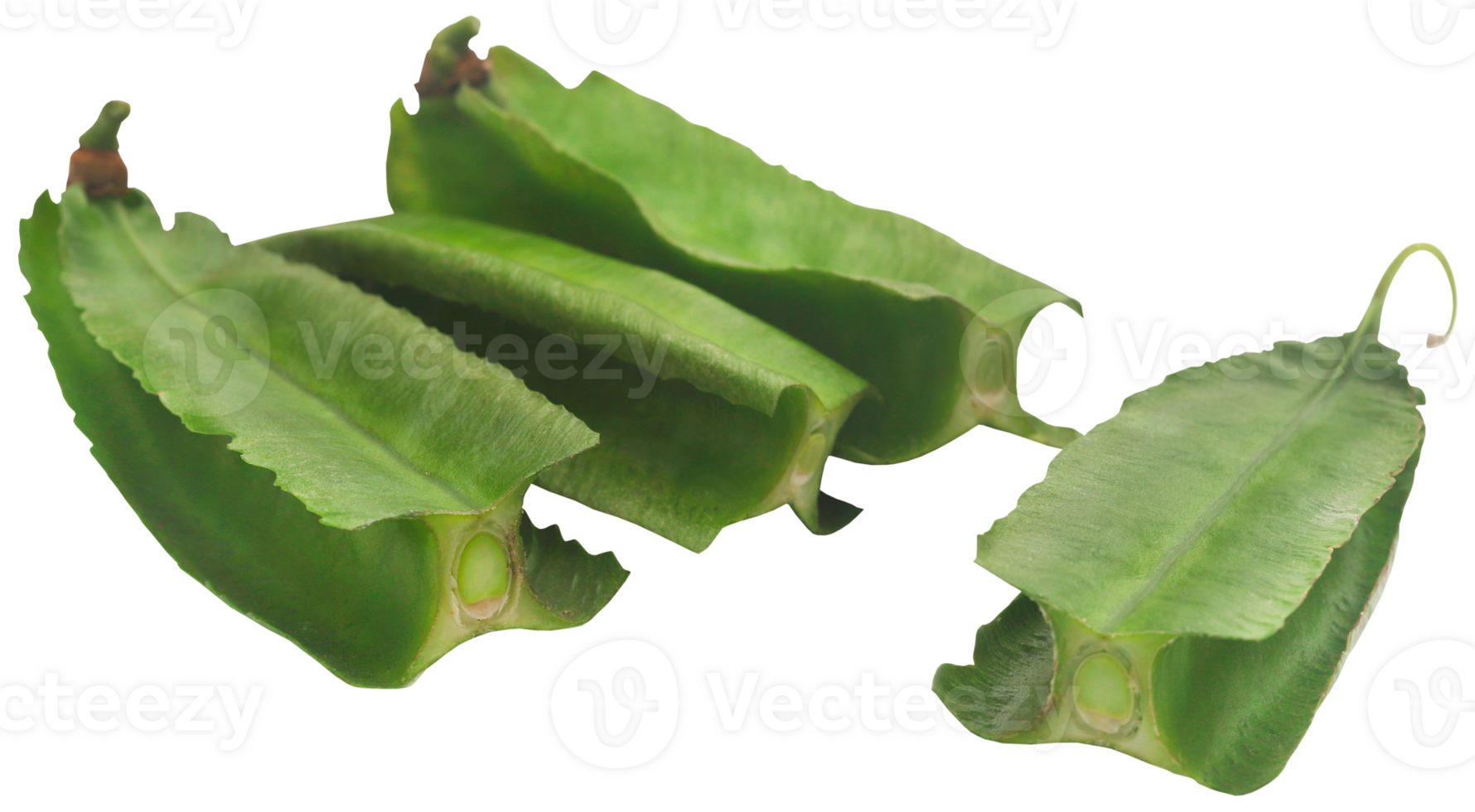 Winged bean fresh png